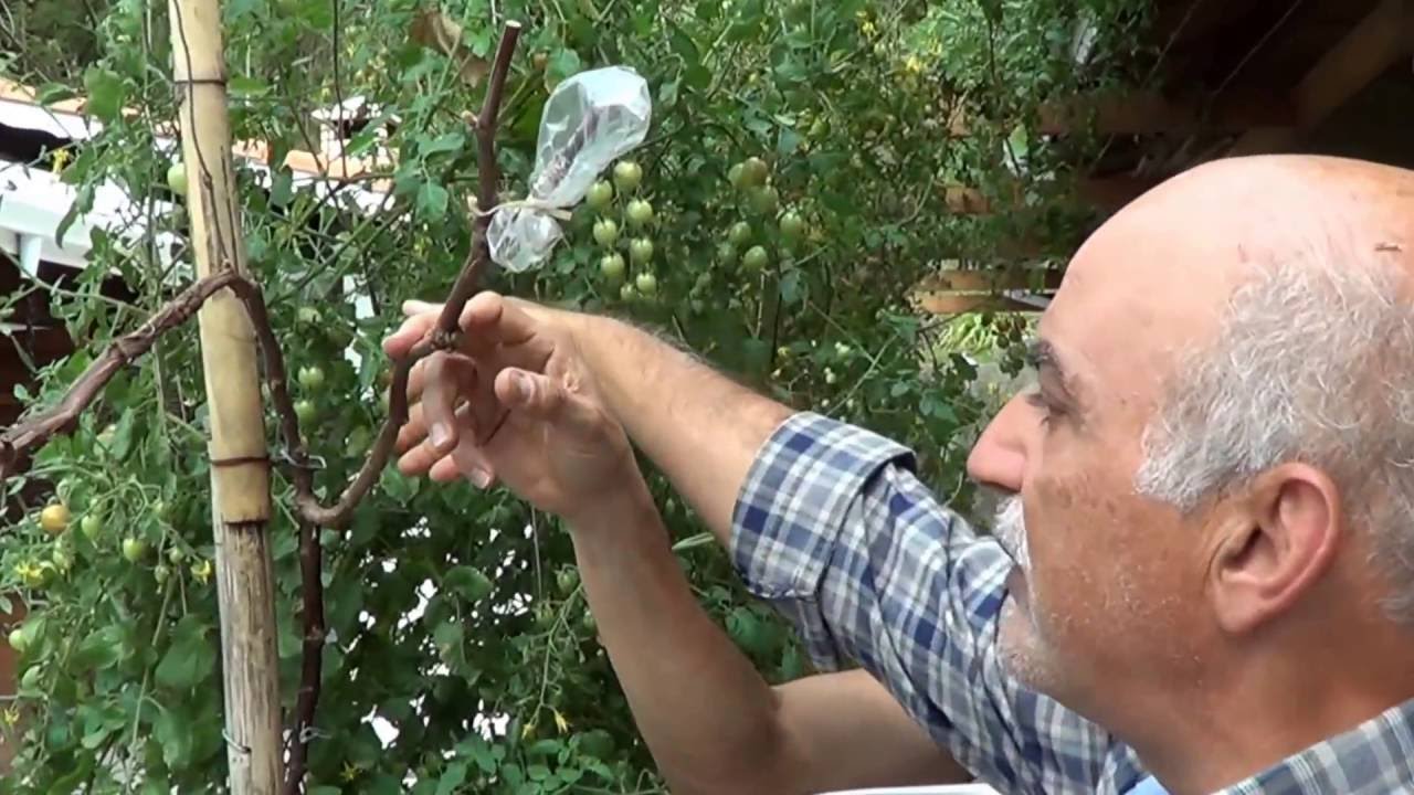 399 ) - PARTE DOIS   ENXERTIA AEREA DE VIDEIRA  NO CAVALO 766 – ITU  SP -435