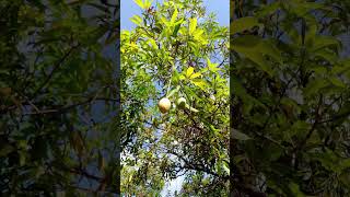kesar keri #viralshort #viral #fruit #lovebirdsfarming #viralvideo #mango #youtube #farming #talala😋
