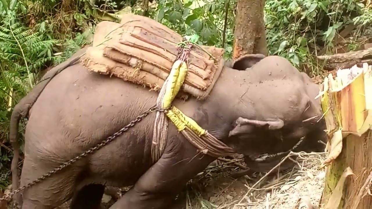 elephant 🐘 dragging heavy 🪵 log.