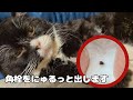 猫の角栓とってみた