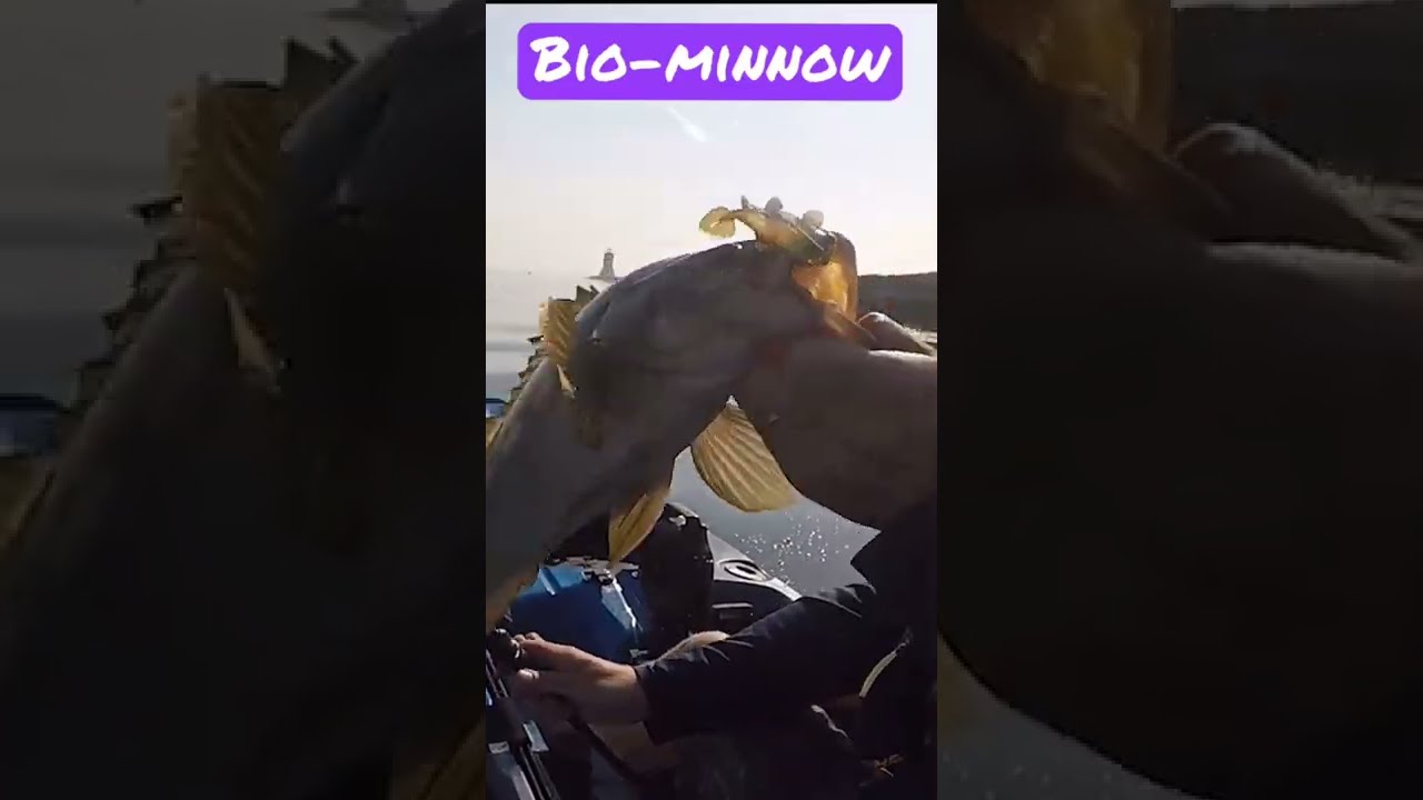 Fishing the Bio-Minnow for Saltwater Bass | Short