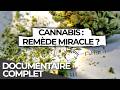 Le Cannabis Un Médicament Miracle Stigmatisé Documentaire Français