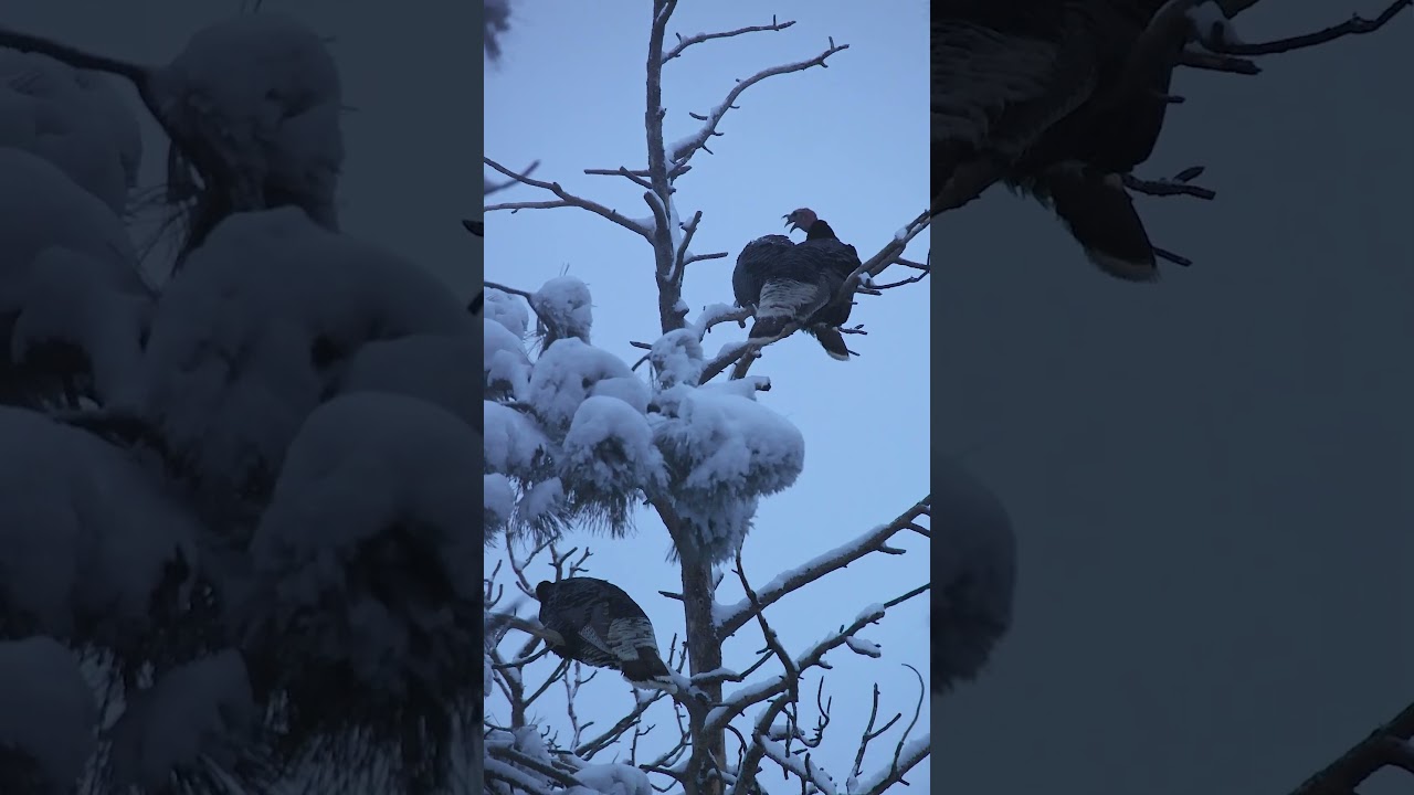 Merriams on the Limb