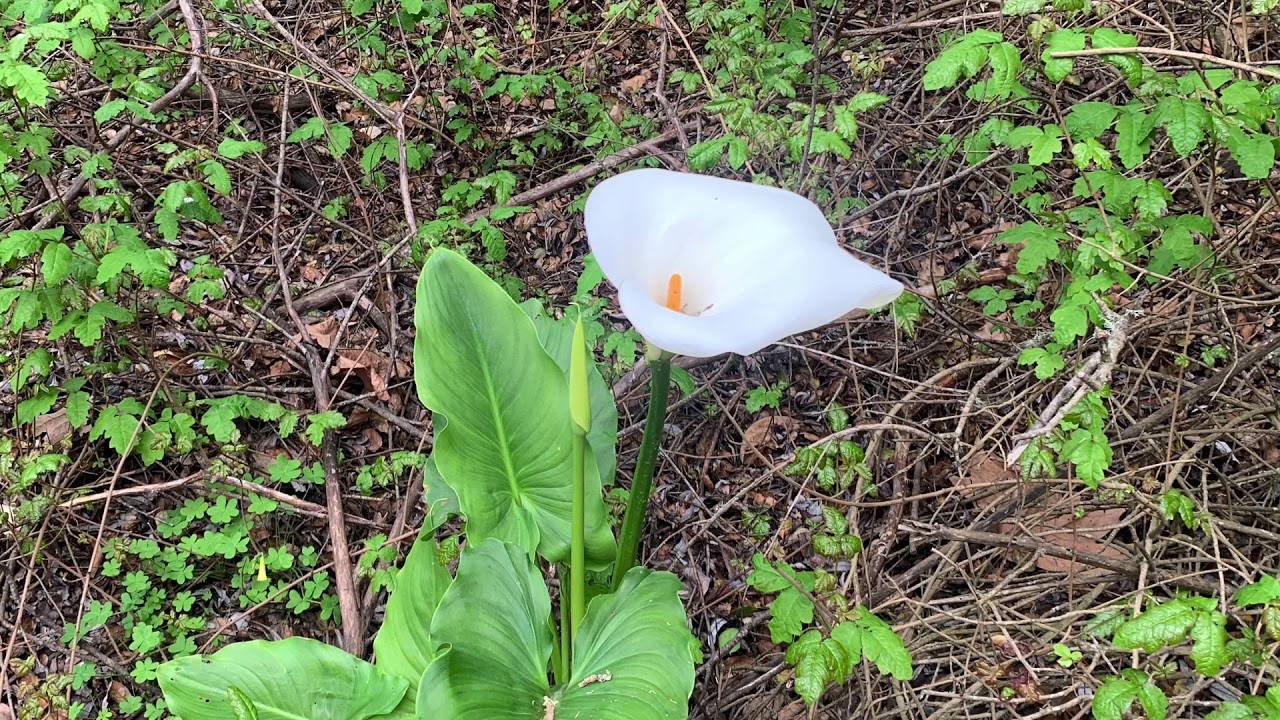 BIG SUR Travel Diary