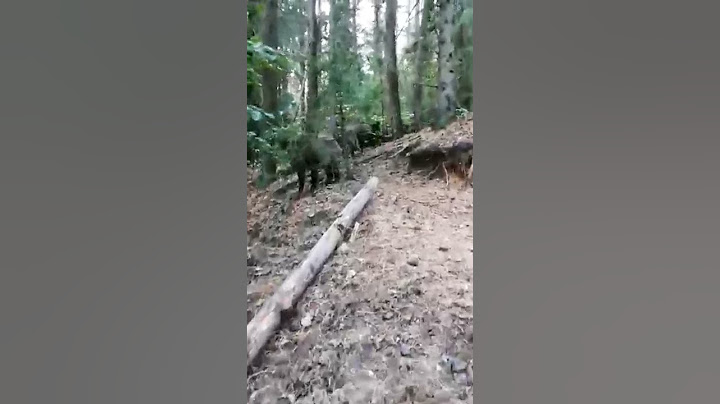 Шуганули диких кабанов  .