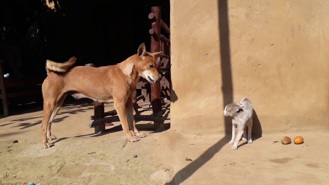 Dog & Cat war today YouTube