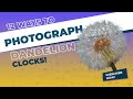 12 ways to photograph a dandelion clock | Macro Photography