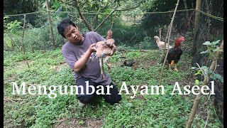Memelihara ayam Aseel dikandang Umbaran