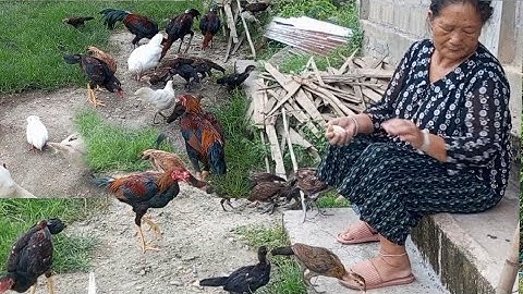 nyob zoo os los saib kuv pub qaib os 29/7/24