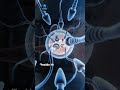 What Happens When Sperm Meets Egg (Fertilization)Have you ever wondered how pregnancy begins?#shorts