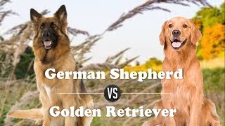 German Shepherd Vs Golden Retriever (Breed Info and comparison) by Dog vs Dog Breed Comparision 98,217 views 6 years ago 3 minutes, 46 seconds