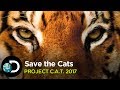 Save the cats  project cat 2017