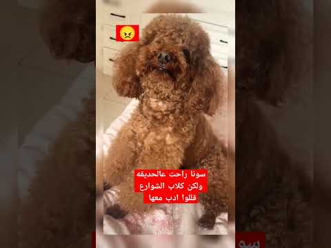 سونا راحت عالحديقه ولكن كلاب الشوارع قللوا ادب معها للاسف