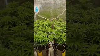 Week 6 of veg update from clone.