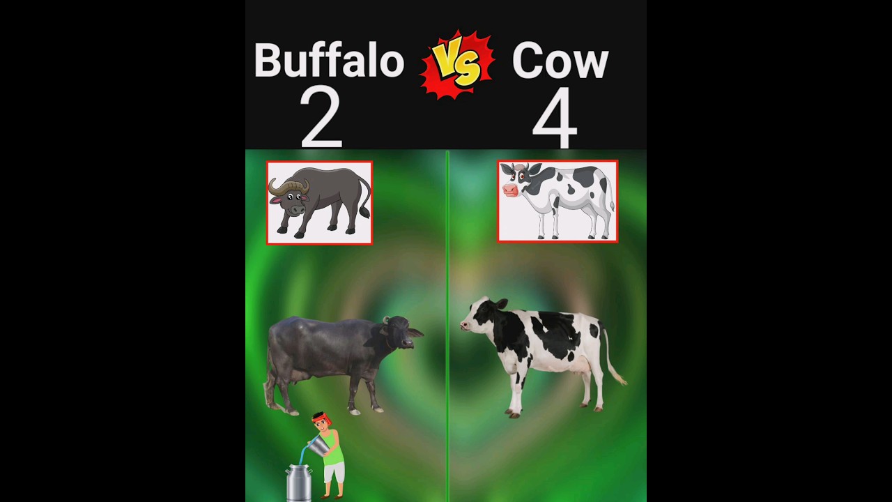 Buffalo Vs Cow ❓
