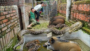 Terrifying Moment! Giant Python Invades Pig Farm – Daughter & Father Bravely Fight to Rescue Piglets