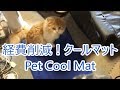 犬猫他ペット用クールマット【可愛い子猫のおもしろい動画】