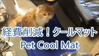 犬猫他ペット用クールマット【可愛い子猫のおもしろい動画】