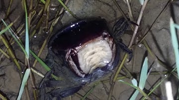 Cận Cảnh Cua Đồng Lột Xát Như Thế Nào?Close-up of copper crabs molting like?