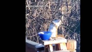 Lol: Squirrel Gets Super Faded Off Fermented Pears Wshh