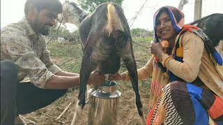 Goat Milking video • Fresh Goat Milking • Raw goat Milking screenshot 3