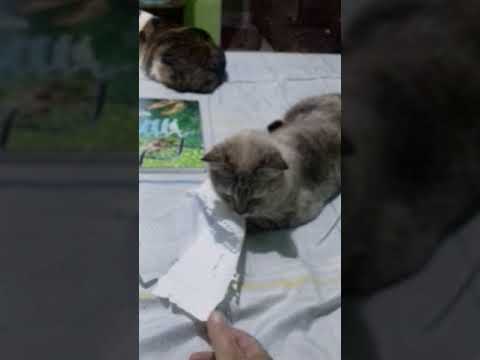 Minhas gatinha sapeca que amo