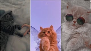 خ/ قطط كيوت //ص/ كيوت // رمزيات قطط لطيفه //خ/قطط •♡ screenshot 4