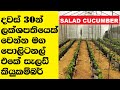 How to start Commercial Polytunnel Salad cucumber Cultivation in Sri Lanka