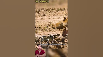 Sư tử cái lại dám giành thức ăn trong miệng cá sấu. #shortvideo #shorts  #thegioidongvat.