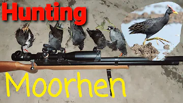 Moorhen | Duck hunting with airgun in Sindh | Artemis M22 PCP airgun | 1080p HD.