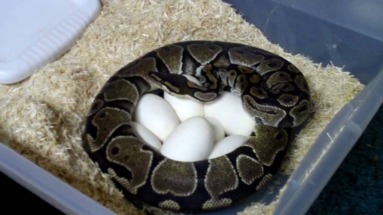 caramelito Carmel Albino Clutch with Jordan