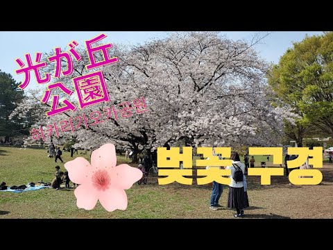 시온이 출생 한달전 벚꽃구경