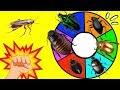 RULETA SORPRESA de ANIMALES INVERTEBRADOS | Los Insectos Terroríficos | Ruleta de Insectos