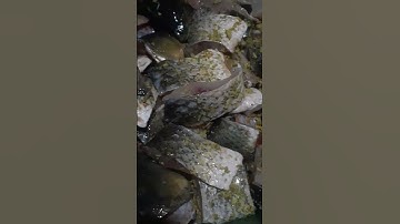 ướp cá nướng ăn tết