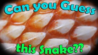 How Quickly can you Identify Snakes?? [GAME]