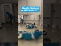 Sharkie Est La Victime Du Duo Macklin Celebrini Will Smith рџ Ј рџЋҐ Sanjosesharkhockey IG Sharkie Est La Victime Du Duo Macklin Celebrini Will Smith рџ Ј рџЋҐ Sanjosesharkhockey IG