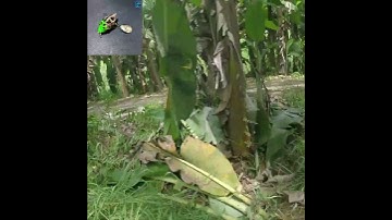 Câu cá lóc rừng U Minh Hạ P.13 | Nhái hơi mẫu cá sấu ART tiếp tục lập công #cauca #shots #uminhha