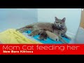British Shorthair Mom Cat feeding her New Born Kittens