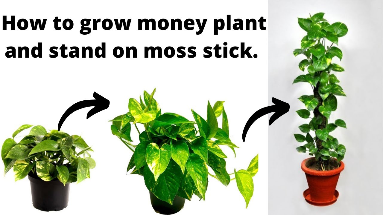 How to Grow Money Plant in soil/Propagate money plant from cuttings ...