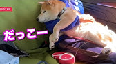 柴犬小春 ゲーム枠 工事の音には動じないが 銃声には反応する柴犬 スマホ版pubg初見プレイ Playing Pubg Mobile For The First Time Youtube 柴犬小春 ゲーム枠 工事の音には動じないが 銃声には反応する柴犬 スマホ版pubg初見プレイ Playing Pubg Mobile For The First Time Youtube