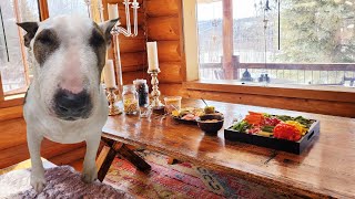 Log Cabin Life Break The Rat Race Rich In Moments With Bull Terriers