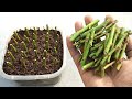 How to grow Roses from SMALL Cuttings | Grow cuttings at home