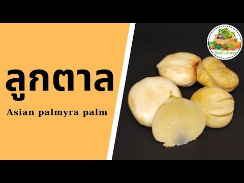 ประโยชน์ของลูกตาล | Asian Palmyra Palm | กินผักเป็นยา