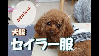 【犬服】新しい服が出来ました！可愛いセイラー服　トイプードルのモモ　toypoodle.momo