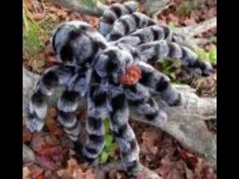 top 10 venomous insects - YouTube