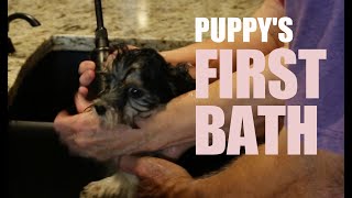 PUPPYS FIRST BATH
Tommy Jos first bath at his new home.
Pardon the sloppy camerawork.
Hope you leave a comment
Hope you click the THUMBS UP
Hope to see you for the next one.
Thanks for watching! PUPPYS FIRST BATH