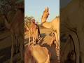 Handsome male camel enjoy thar viral animals camellife camel desi safari