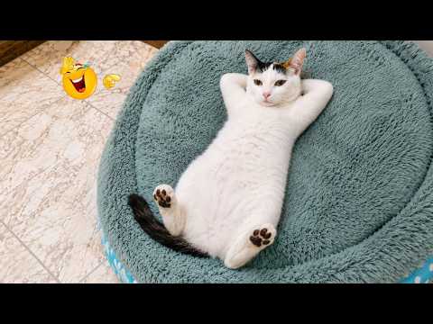 These Funny Cats Will Break Your Try Not To Laugh Streak🤣🐱 | Try Not To Laugh Challenge🐈