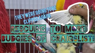 Rescuing 2 new Budgies of craigslist! | Vlog | Rehabbing 2 parrots. | Unexpected Rescue!