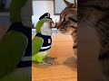 😂😂 #funnyanimals #viraldeutschland #cat #animalsofyoutube #funnyanimals #germany #police #comedy